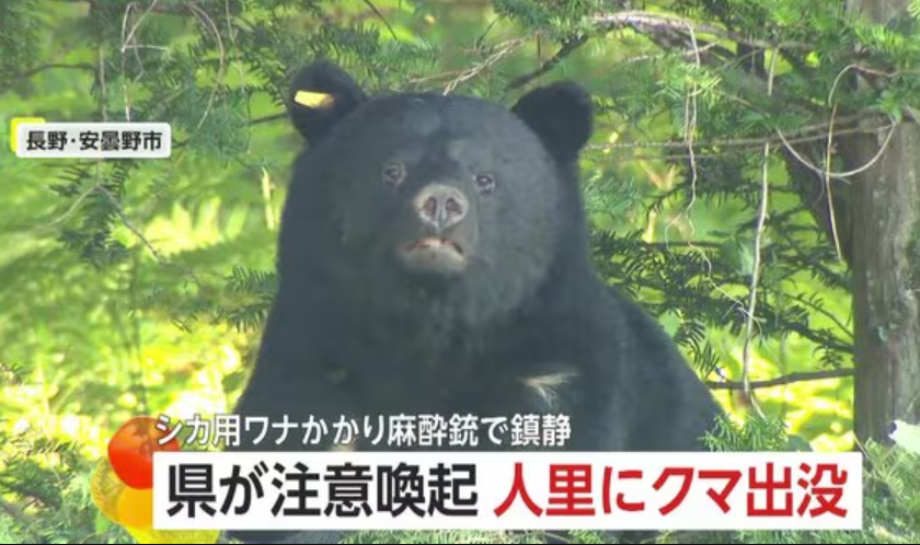 人里にクマ出没…体長135cm・体重約90kgの成獣がシカ用ワナに 麻酔で眠らせ山へ 出没急増 長野