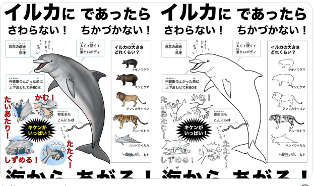 【注意喚起】海で野生イルカにであった時の注意喚起ポスターとぬりえをつくりました。