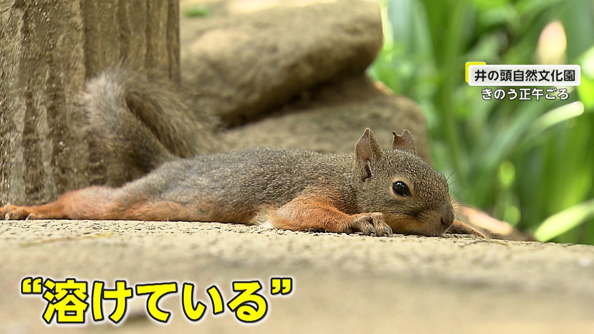 【ほのぼの】暑すぎて“溶けリス”大量発生！