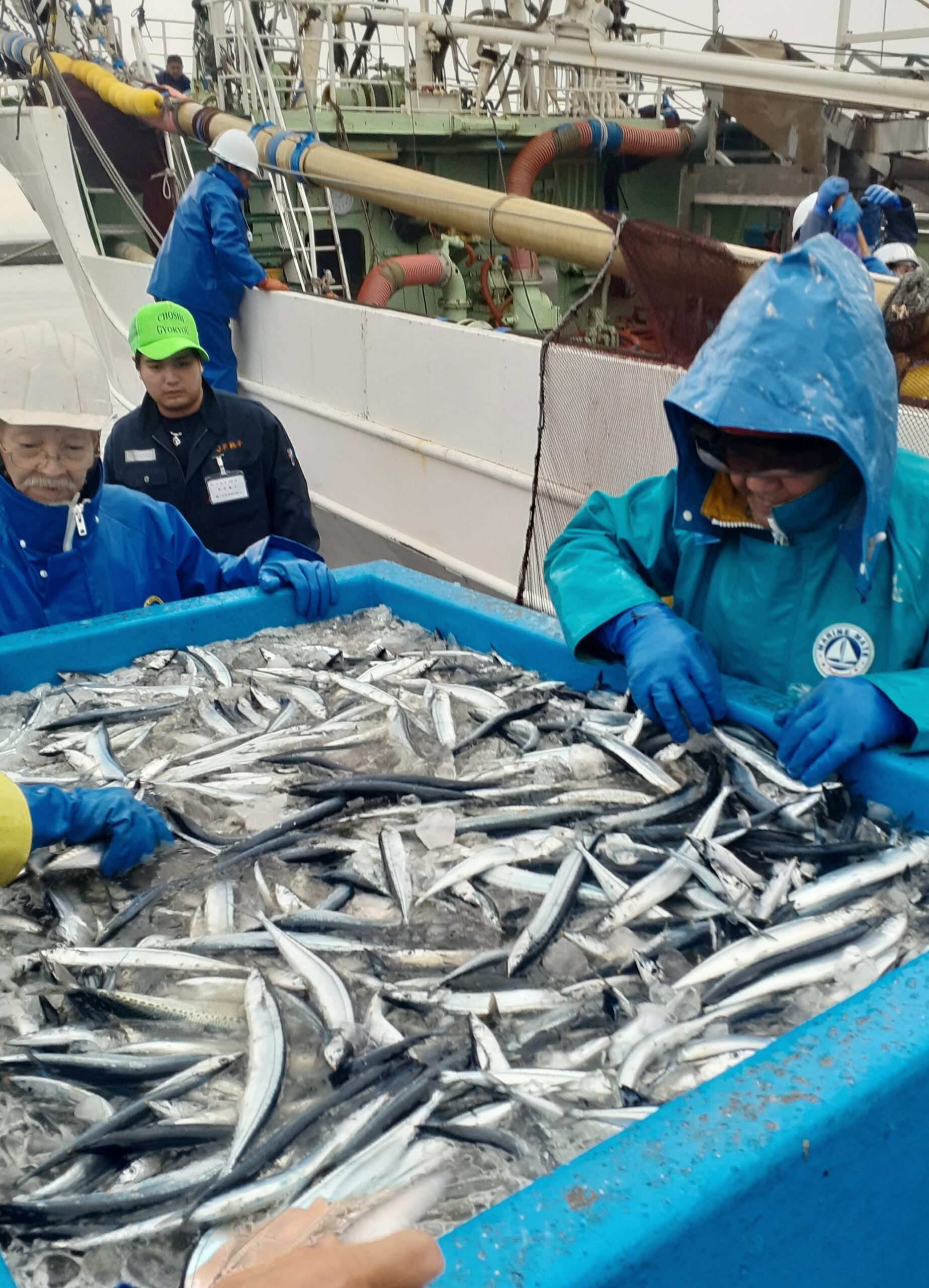 【季節】サンマ、来遊量は昨年並み低水準　大きさは小ぶり、8～9月の漁場は公海が中心になるとの見方　水産庁