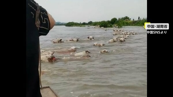 【中国】洞庭湖の堤防決壊　牛が群れをなして泳ぐ