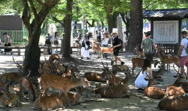 【人手不足】バスガイド不足…修学旅行バスにガイドがいない？「リモート対応します！」奈良交通