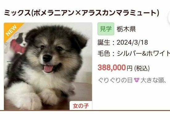 【ペットショップ】「虐待だろ」“体重差がありすぎる”犬の交配を行ったペットショップが炎上