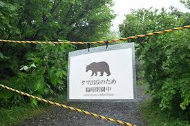 【青森】「やばいクマなんですよ…通常のクマじゃないクマ」八甲田・クマによる女性死亡事案から1か月　未だに捕獲されず