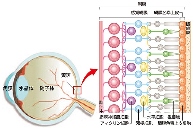 「120Hz液晶を認識できる人は生殖能力が低い」、エネルギーを目の網膜細胞ニューロンで消費