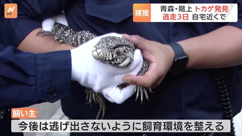 【青森】脱走トカゲ、飼い主宅の近くで見つかる…複数の警察署員が取り押さえ