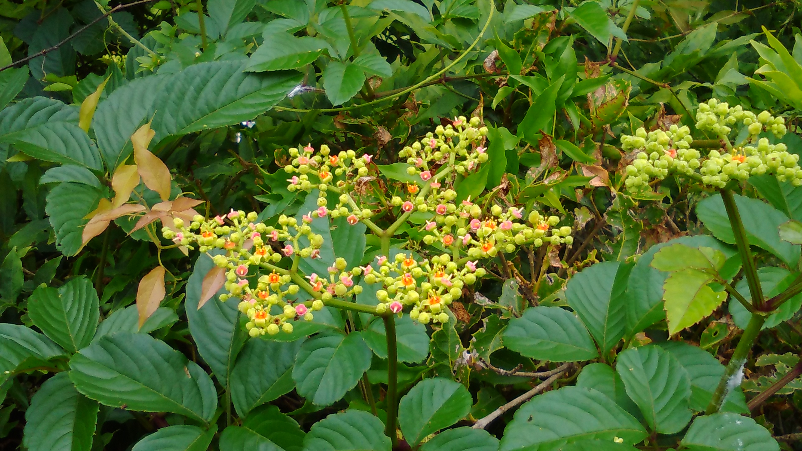 【最恐】「これが生えたら庭終了」除草剤すら効かない最恐の雑草「ヤブガラシ」