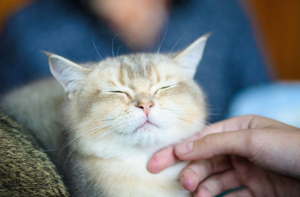 【ネコ】骨折を治し、痛みを和らげる　「猫のゴロゴロ」と鳴く行為に秘められた「驚きのパワー」