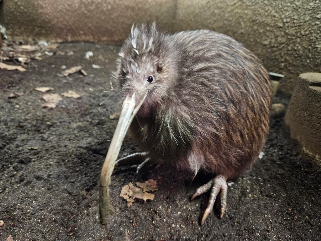 【飛べない鳥】日本最後のキーウィ『プクヌイ』、天王寺動物園で永眠