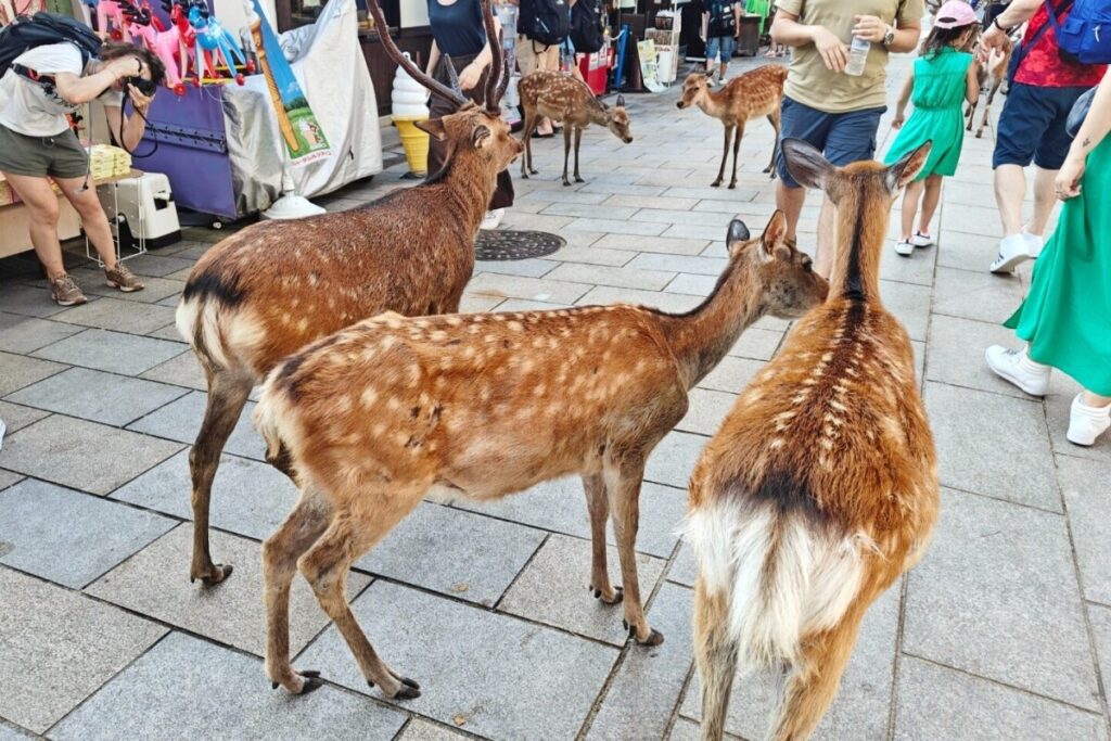 【台湾メディア】奈良で鹿せんべいを巻いてる紙を鹿に食べさせようとした台湾人を広東語話す男性が罵倒