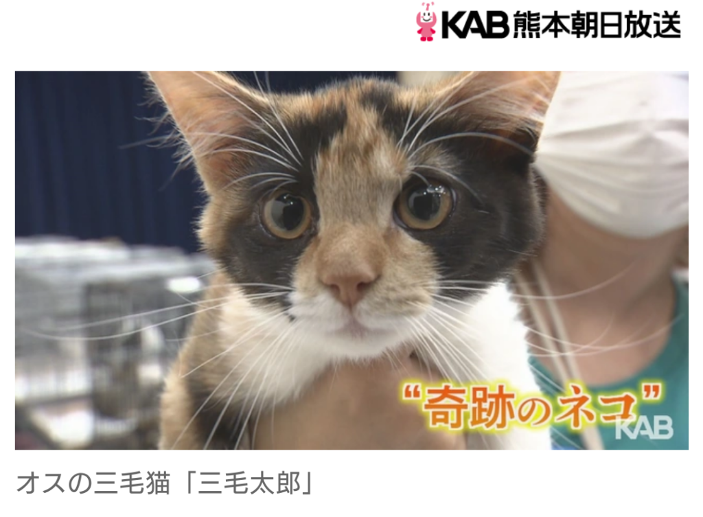 【熊本】3万分の1の奇跡!?熊本で保護されたオスの三毛猫　名前は「三毛太郎」