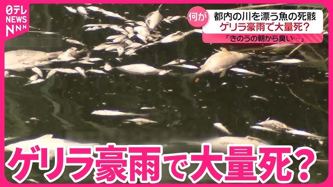 ゲリラ豪雨の水でお魚さん沢山死んでしまう