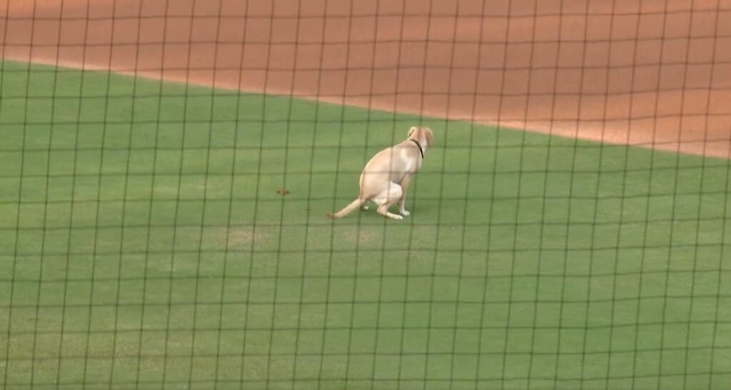 【画像】　mLBのバット回収犬、バットを回収せずにセカンド付近に糞尿を撒き散らし観客大盛り上がり