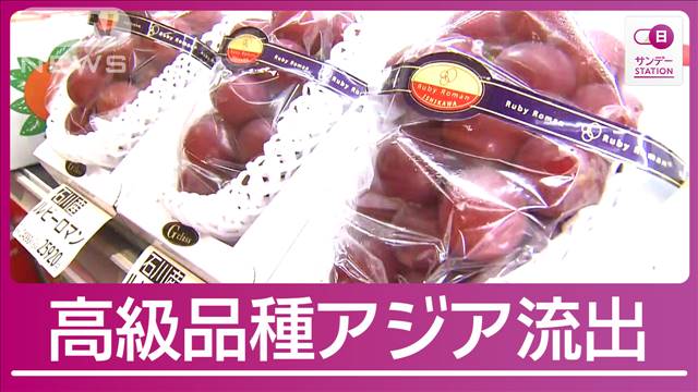 1房100万円超高級ぶどう　韓国に続きタイにも拡大