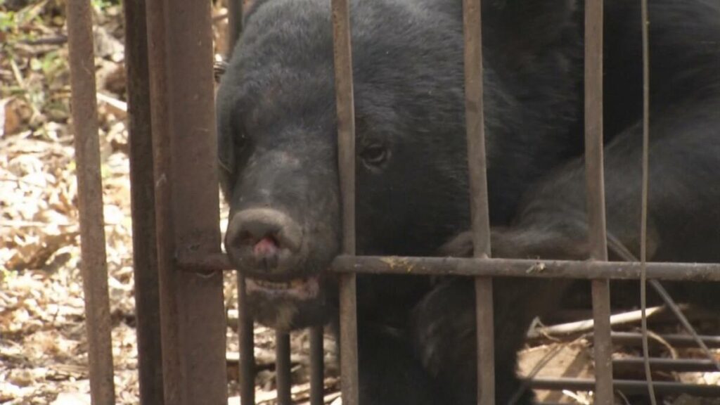 【山形】クマがハチミツを狙って建物に…車庫兼物置小屋の外壁などが壊される