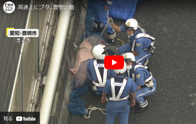 【愛知】「ブタが立ち止まっている」高速道路上で瀕死の状態…警察出動　車にひかれたような痕なし　豊明市