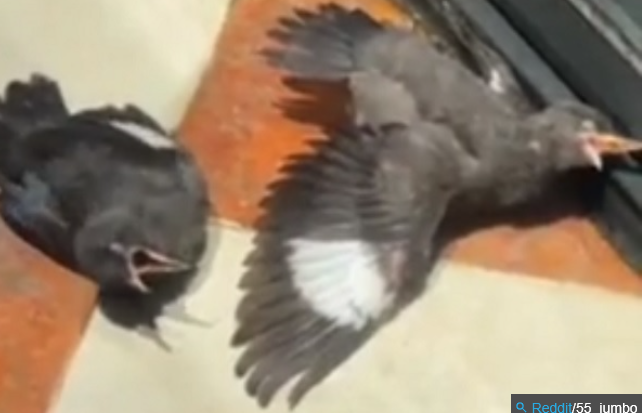 【動画】死にかけの鳥にエサをあげる→続々と鳥が死にかけ演技をする事態に！