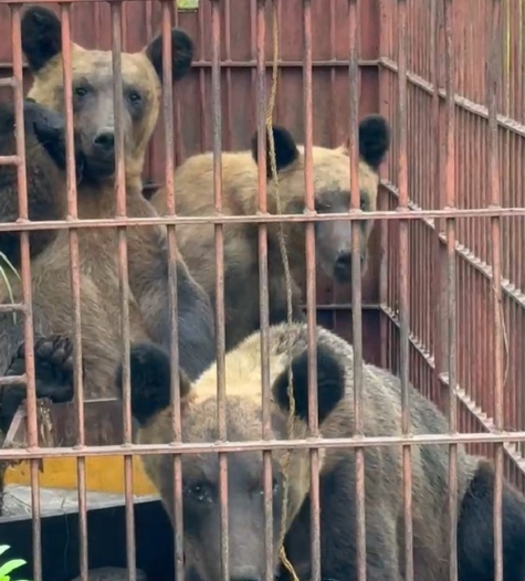 【ヒグマ狩り計画】“毎年約1300頭”を10年間「過去の結果から見れば現実的な数字」　北海道