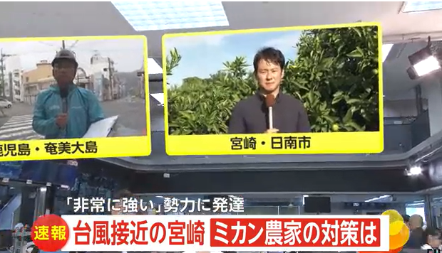 収穫時期に台風直撃…温州ミカン農家が悲鳴　進路変更に対策追いつかず「どうか被害なく育ってほしい」