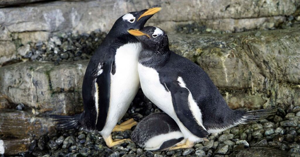 ペンギンの同性カップルの片割れが死去