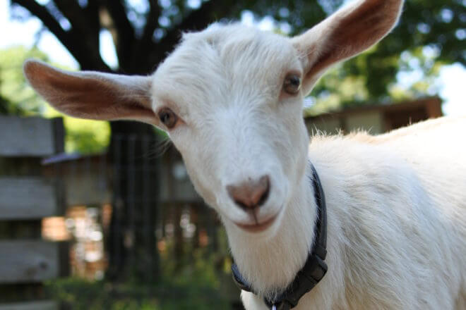 再）【福島県】除草のため病院で飼われていたヤギを殴る蹴る…39歳無職の男を再逮捕