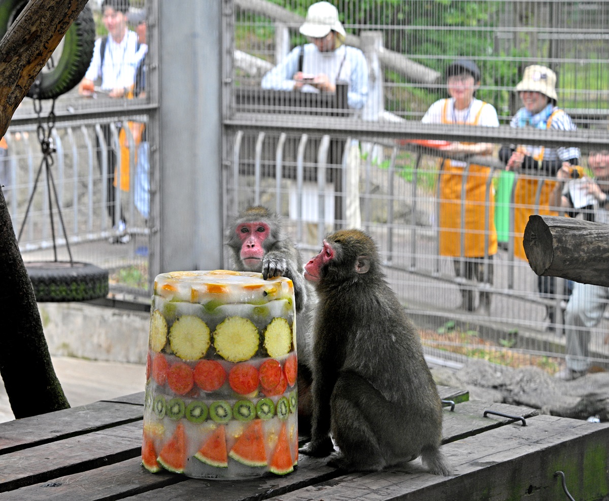 【福井／動物】氷のケーキで暑さも“サル”福井市の足羽山公園、ニホンザル14匹に涼　10種類の果物と野菜入り