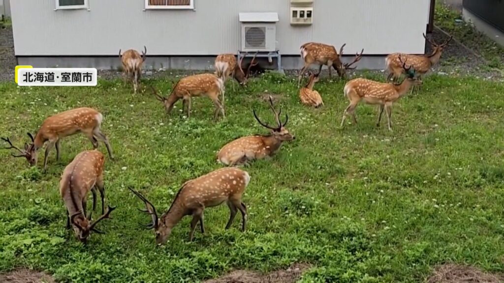 【北海道】窓を開けたらシカだらけ！庭で13頭のシカが草をモグモグ・室蘭市