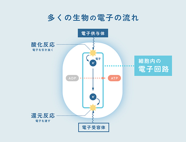 電子を食べる・捨てる「電気微生物」がいる！ 地球には第3の生態系「電気合成生態系」が存在しているのか？