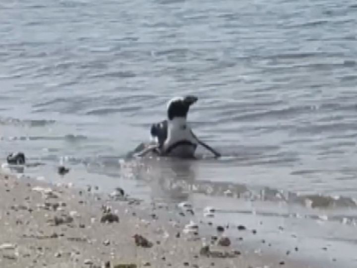 【無事】出張動物園の"脱走ペンギン"、島から約45km離れた海岸で2週間ぶりに見つかる 愛知