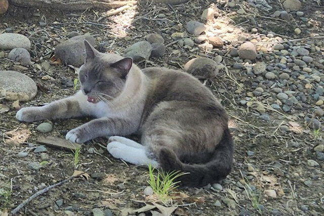 【ネコ】行方不明の猫、1450キロの旅　独力で家に戻ろうとした?　米西部