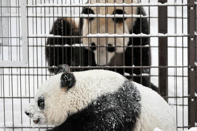 【国際】フィンランドのパンダ2頭、8年前倒しで中国に返還へ　2億円超の年間維持費が重荷