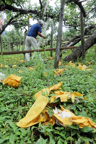 【兵庫】「二十世紀」2万5千個ペロリ　新温泉特産のナシ、クマの食害深刻　「全滅だ。１個も残っとらん」