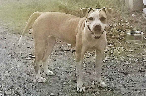 【続報/群馬】逃げた大型犬見つかる　けが人なし　群馬・邑楽町