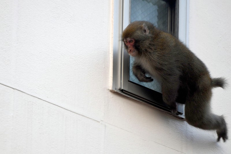 【🐒】山口に飛びつきサル出没、人間を仲間と勘違いした子ザルの仕業か…２２年に延べ６６人が襲われる被害