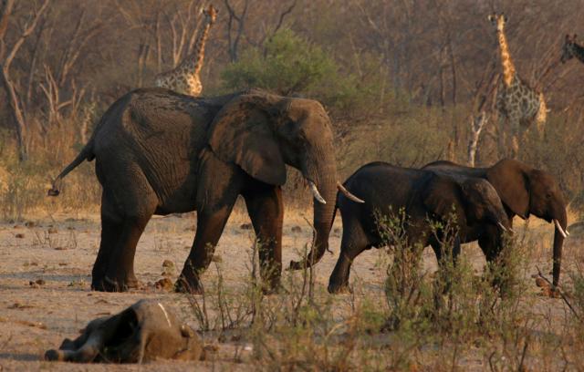 ジンバブエ、ゾウ200頭を殺処分し食料に　大規模干ばつで食糧難