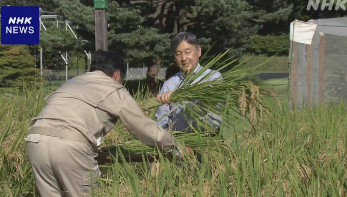 天皇陛下 皇居でお稲刈りをなさる