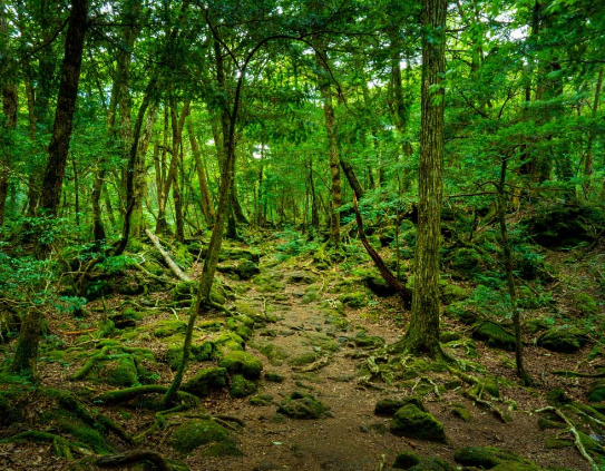 【山梨】青木ヶ原樹海でドローンがパトロール、夜間に人を感知すると「自殺思いとどまって」…山梨県が今月から