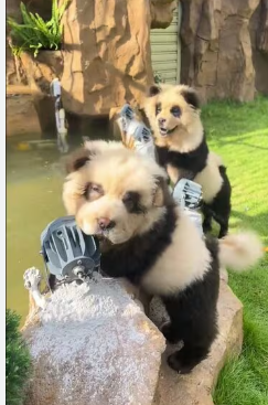 【動物】中国の動物園でニセパンダ騒動　チャウチャウを染め「ワン」と吠える