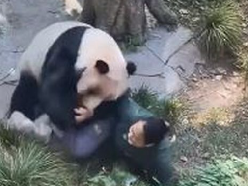 中国の動物園ni凶暴なパンダが出現、女性の飼育員を襲う【動画】