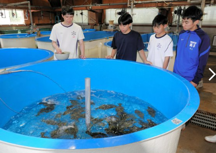 「夜食べると太る」魚の養殖に応用、脂が乗って美味に　長崎大が研究