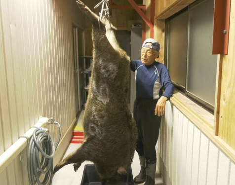 まさに「山の主」…「巨大イノシシ」捕獲に成功　体重140キロ・通常のイノシシの2倍以上、肉は400人前　「怖かった、カバかと思った」