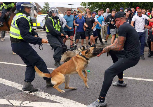 英国で暴動鎮圧で警察犬が多数負傷→動物愛護団体「警察犬を廃止して！」