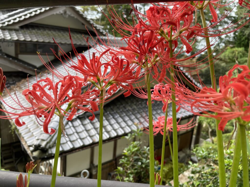 【速報】彼岸で猛暑が終わり、季節は秋へ