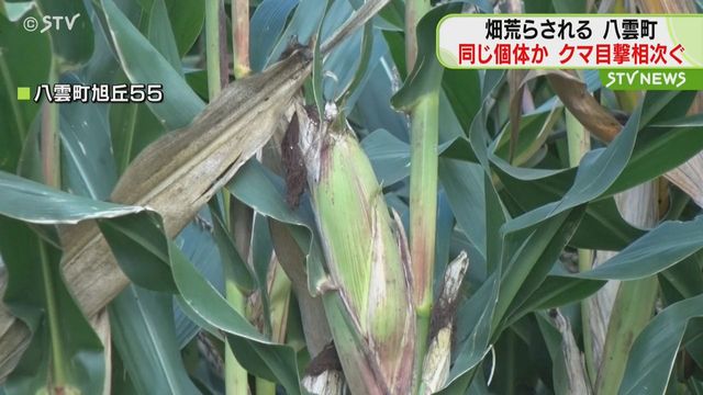 【北海道】家畜用のデントコーンが食べられる　同じ個体か　八雲町でクマの目撃が相次ぐ