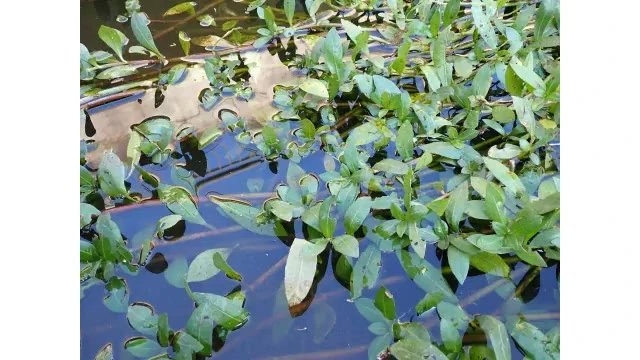 【愛媛】「地球上で最悪の侵略的植物」今治と西条市で確認　県「絶対に伐採しないで」