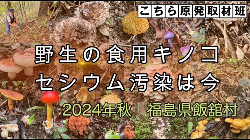 【東京電力/福島第一原発事故】秋の味覚　野生キノコのセシウム汚染状況は　2024年・福島県飯舘村　食品基準の100倍超も複数あった