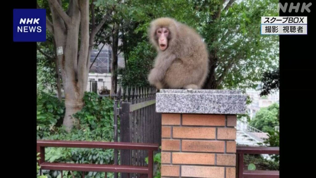 【東京】23区北部でサルの目撃が相次ぐ 警視庁が注意呼びかけ