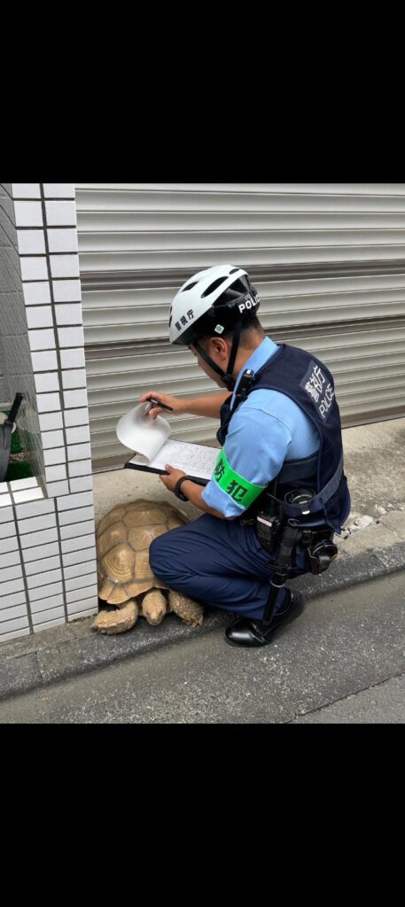 亀さん職質される🐢