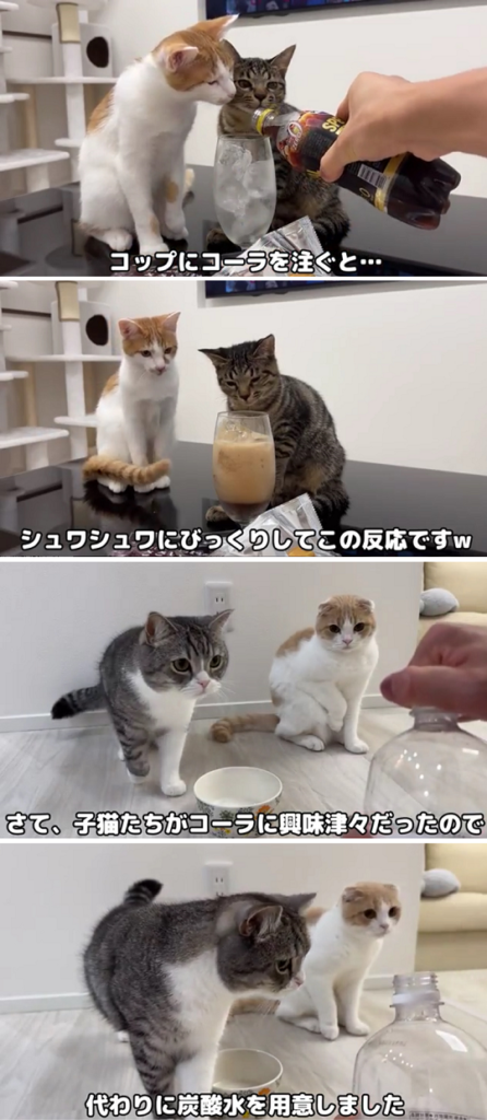 もちまる日記、猫4匹への虐待行為で炎上