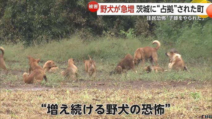 【茨城・茨城町】「子豚やられた」40～50匹の野犬の群れに“占拠”された町…「孫は外に出ないように」恐怖感じる町民